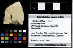 Foto (Objekt + Etiketten) von Galatheidae indet. 